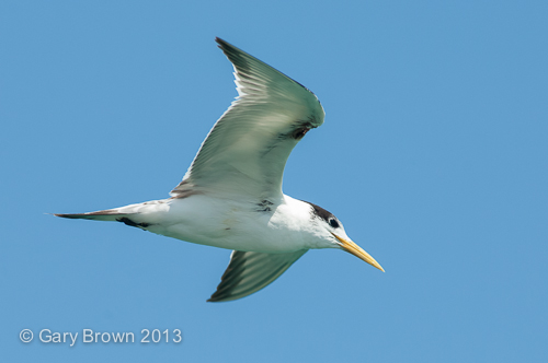 Swift Tern