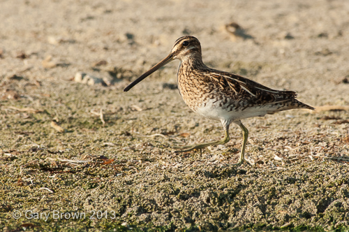 Common Snipe