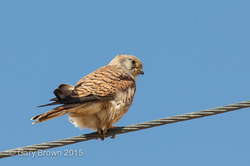 Lesser Kestrel