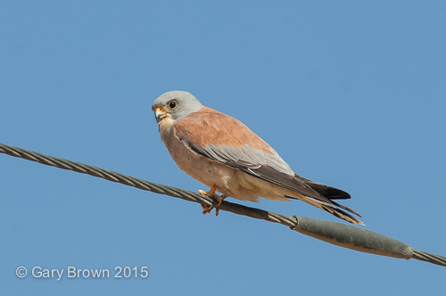 Lesser Kestrel