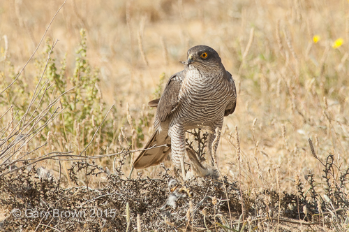 Eurasian Sparrowhawk