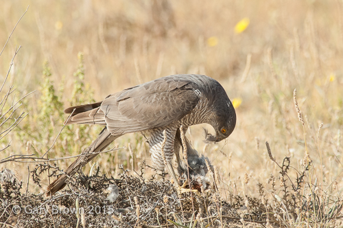 Eurasian Sparrowhawk