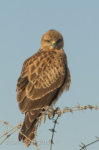 Long-legged Buzzard