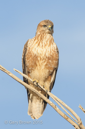 Long-legged Buzzard