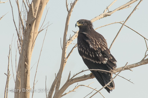 Greater-spotted Eagle