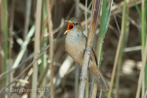 Clamorous Reed Warbler