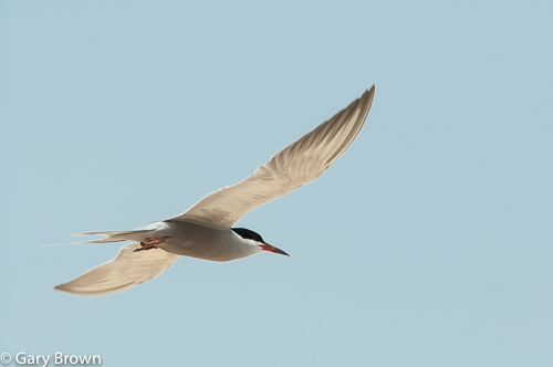 White-cheeked Tern