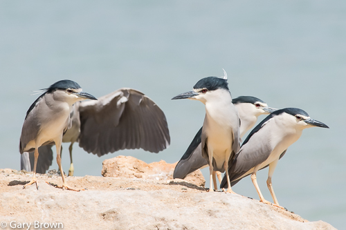 Black-crowned Night Heron
