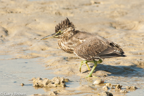 Striated Heron