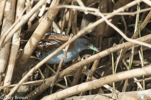 Baillon's Crake