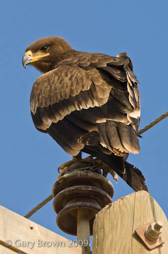 Steppe Eagle