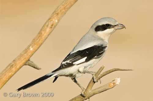 Great Grey Shrike