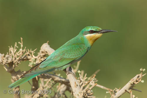 B-c-bee-eater