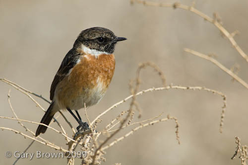 Stonechat
