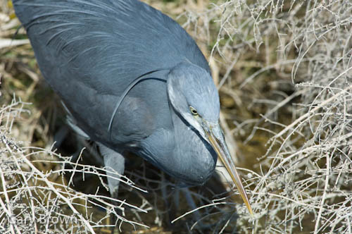 Western Reef Egret