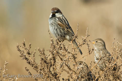 Spanish Sparrow