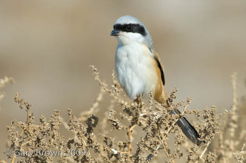Long-tailed Shrike