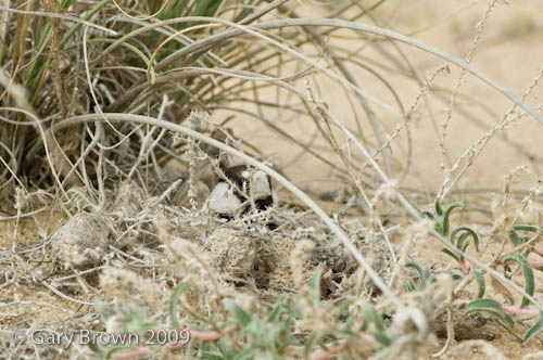B-c Sparrow-lark
