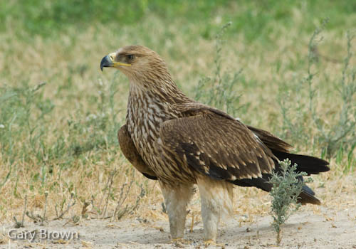 Imperial Eagle