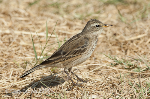 Water Pipit