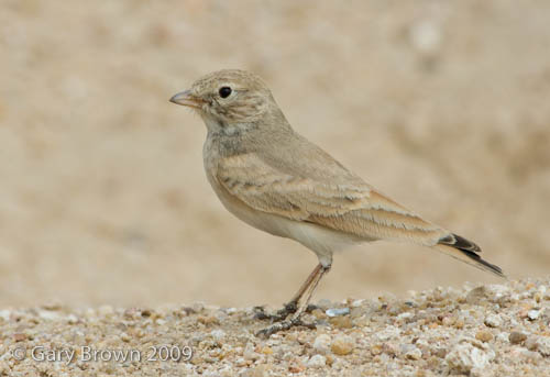 Bar-tailed Lark