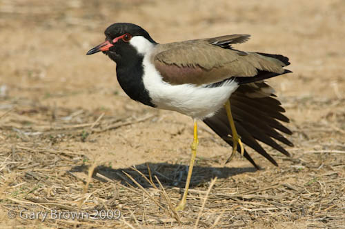 Red-wattled Lapwing