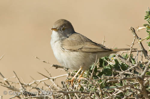 Desert Warbler