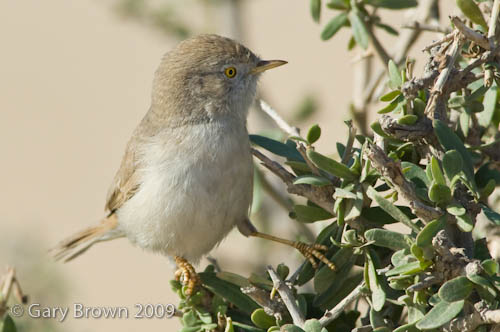 Desert Warbler