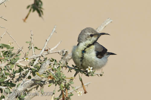 Purple Sunbird