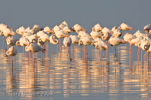 Greater Flamingo