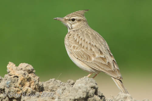 Crested Lark