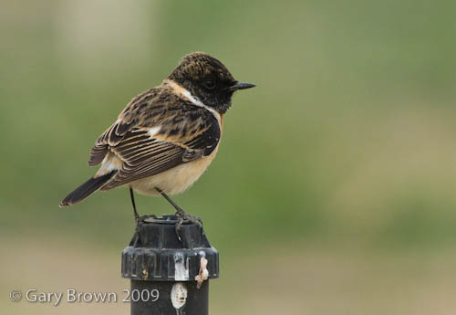 Stonechat