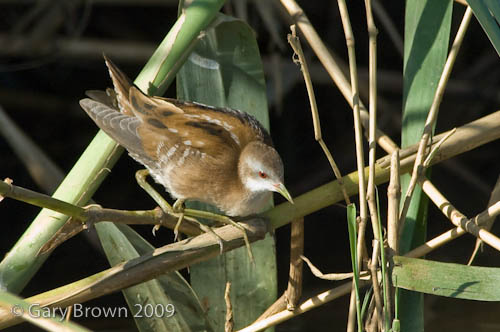 Little Crake