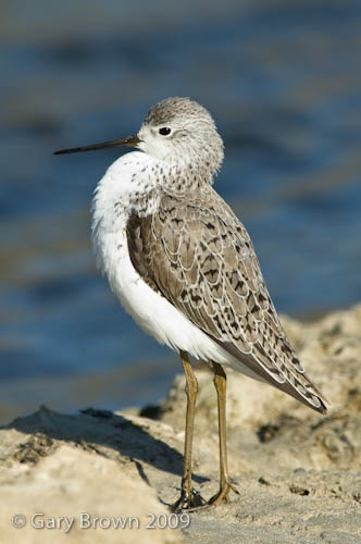 Marsh Sandpiper