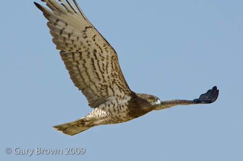 Short-toed Eagle