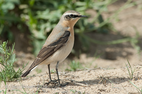 Northern Wheatear