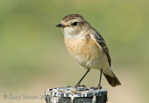 Stonechat