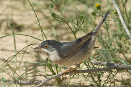 Menetrie's Warbler