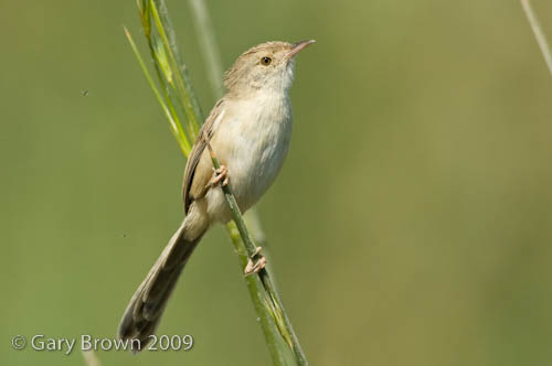 Graceful Prinia