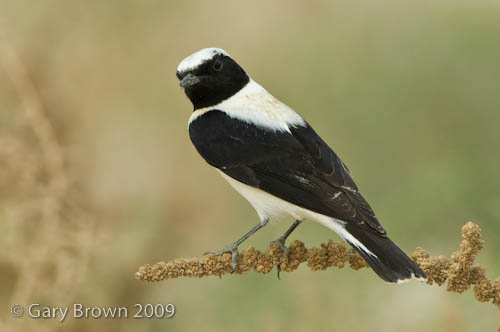 Black-eared Wheatear