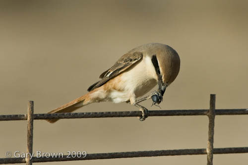 Isabelline Shrike