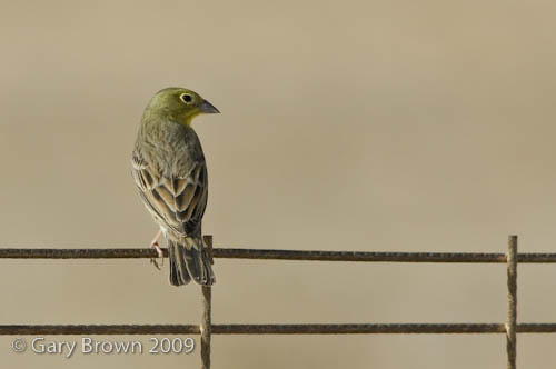 Black-headed Bunting