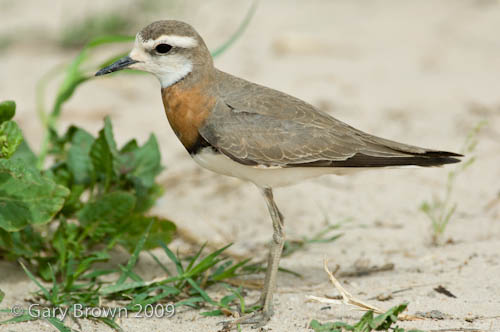 Caspian Plover