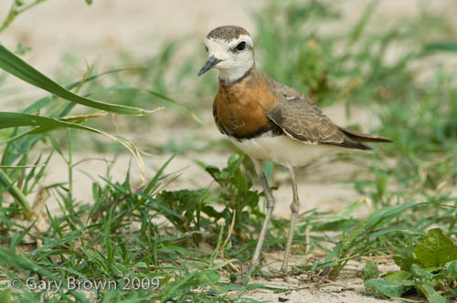 Caspian Plover
