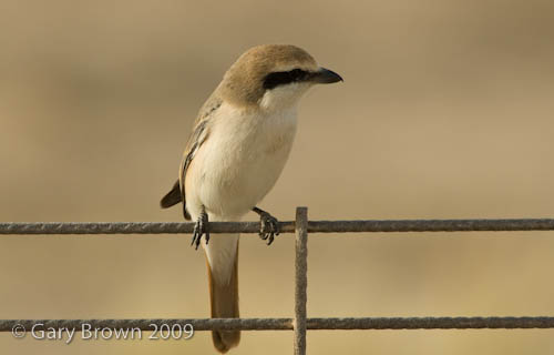 Isabelline Shrike