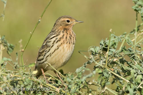Red-throated Pipit