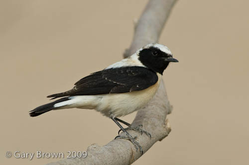 Black-eared Wheatear