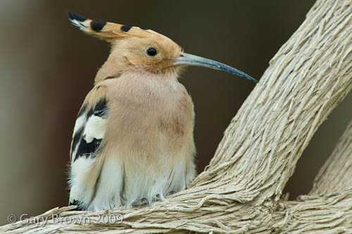Hoopoe-Eurasian