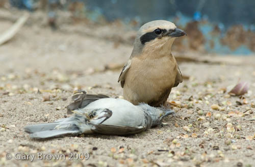 Isabelline Shrike