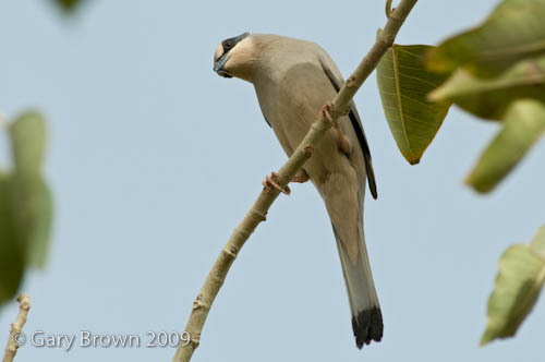 Grey Hypocolius